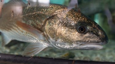 Un corvina roja nada en un acuario. Es uno de los peces comestibles más comunes en Florida.&nbsp;