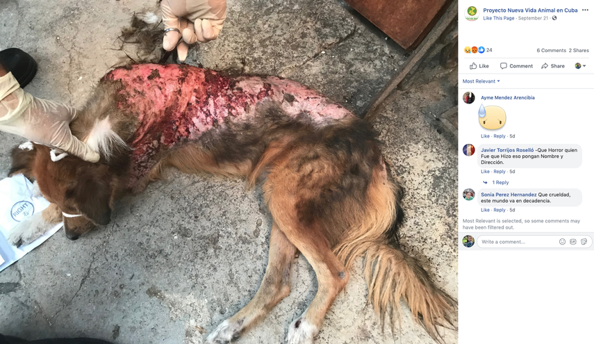 Perrito quemado, v&iacute;ctima del maltrato animal.&nbsp;