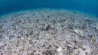 Un estudio aporta nueva evidencia sobre la gravedad de la acidificación de los océanos.