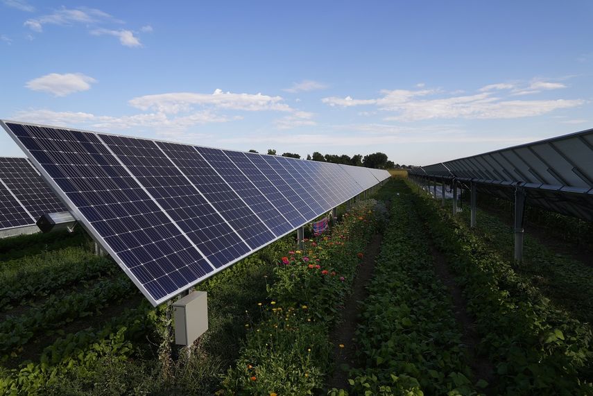 Cosechas creciendo bajo paneles solares en la explotación solar y agrícola Jacks Solar Garden, el 14 de septiembre de 2021 en Longmont, Colorado.&nbsp;