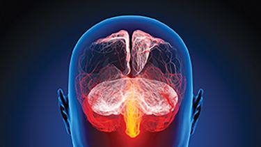 Han descubierto que las neuronas principales del hipocampo, una de las estructuras cerebrales responsables de la formación de la memoria, son menos uniformes de lo que se creía. (CORTESÍA)