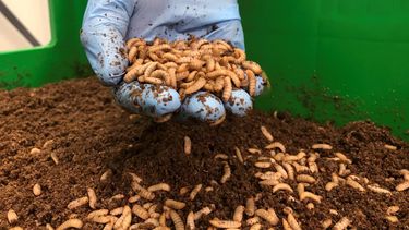 Kees Aarts, director general de la compañía holandesa de cría de insectos Protix, inspecciona larvas de mosca soldado negra en las instalaciones de la firma en Bergen Op Zoom, Holanda.
