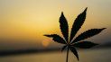 Propuestas y leyes que favorecen el uso de la marihuana recreativa abundan en el país. Propuestas y leyes que favorecen el uso de la marihuana recreativa abundan en el país.