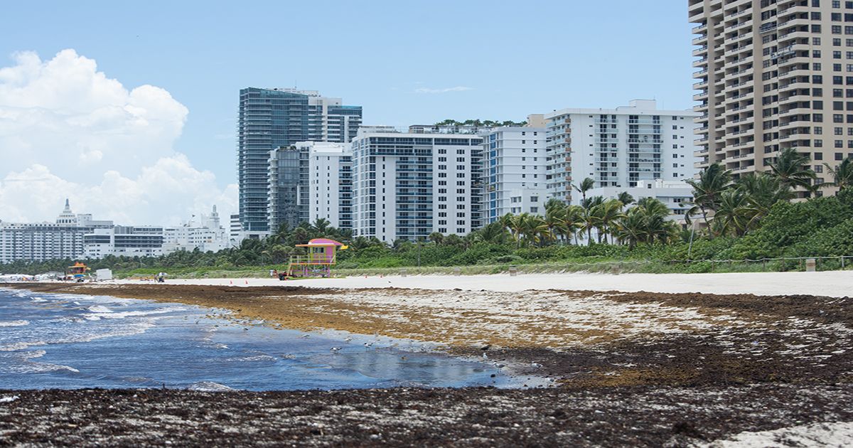 Alerta por récord histórico de sargazo en el Caribe y Florida en 2025