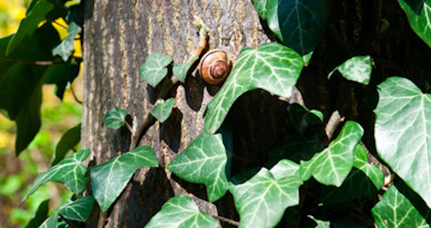 La hidra se trepa muy bien a los árboles.
