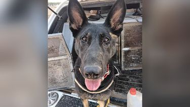 Darwin, uno de los perros utilizado por la Policía Nacional para la búsqueda de cuerpos