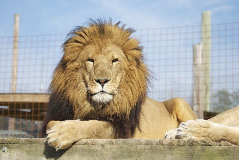 Un muerto tras escaparse un león en un centro de fauna de Carolina del Norte