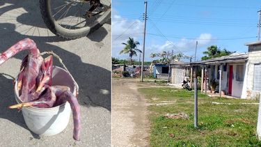 Los alcatraces que venden los niños y el barrio pobre en el que viven.&nbsp;