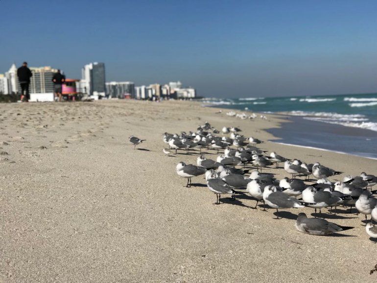 Pocos turistas disfrutan de la playa tras ola de frío en Miami Beach