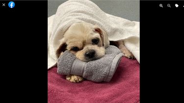 Imagen publicada por Tri County Humane, Boca Raton, en Facebook.