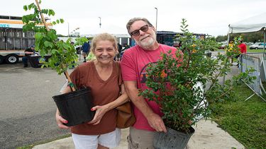 El condado distribuirá en Hialeah Gardens árboles.