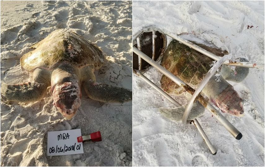 La fotografía que subió este grupo a la red social muestra a la tortuga muerta atrapada entre las patas del taburete en la arena.