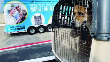 Una mascota espera ser transportada en un aeropuerto del sur de la Florida.