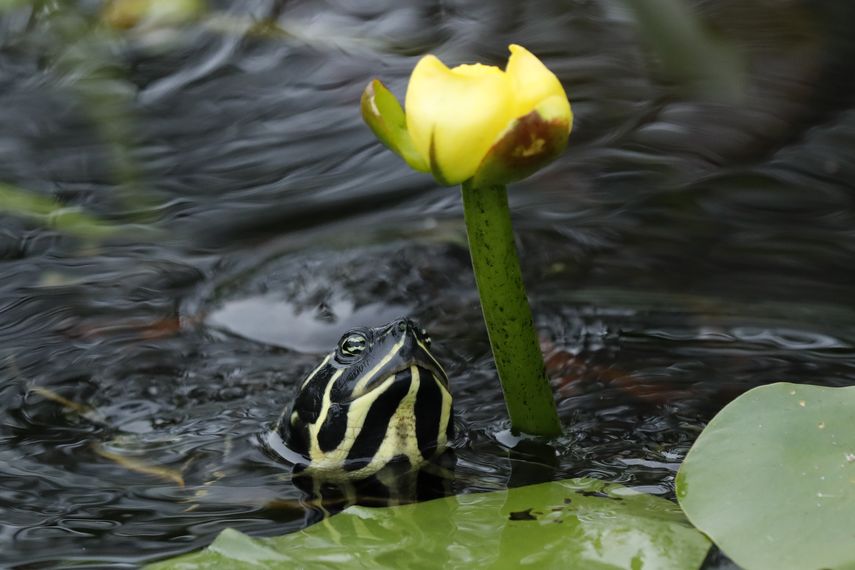 En esta imagen, tomada el 18 de octubre de 2019, una tortuga de vientre rojo de Florida se dispone a comer la flor de un nen&uacute;far en el Parque Nacional Everglades, cerca de Flamingo, Florida.&nbsp;