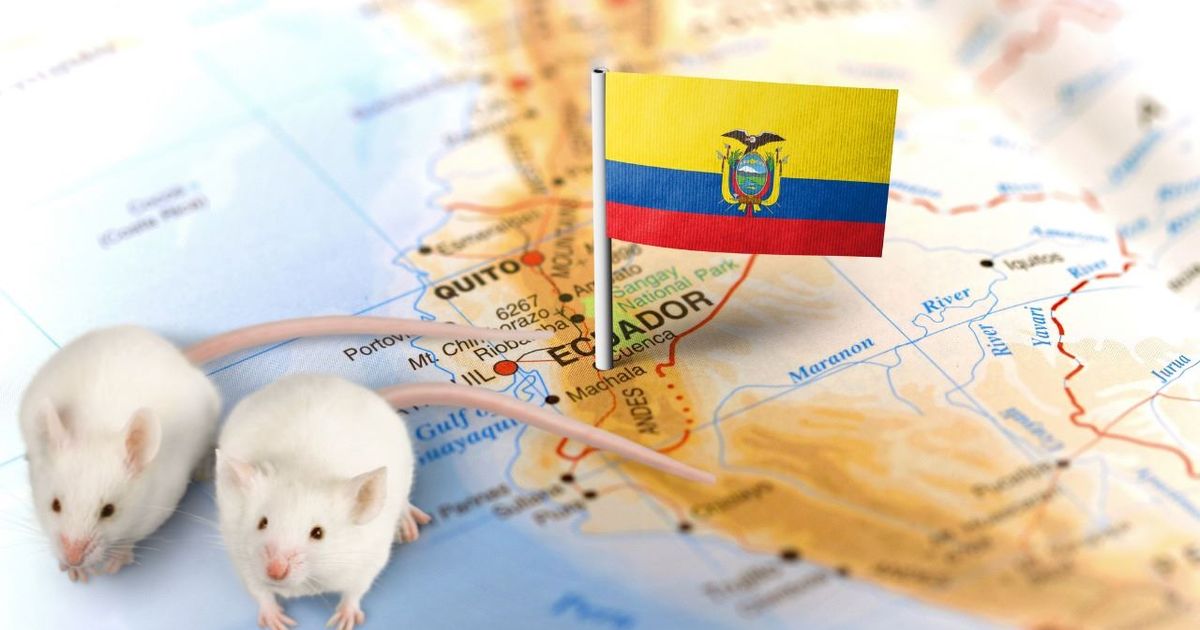 Científicos descubren cinco nuevas especies de ratones en Ecuador