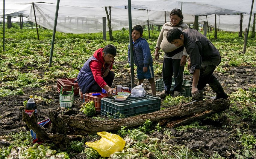 En imagen de archivo del 19 de agosto de 2016, el agricultor Edgar Serralde se prepara para comer junto con sus trabajadores y su hijo en un sembrad&iacute;o de lechugas en Xochimilco, en las afueras de la Ciudad de M&eacute;xico.&nbsp;