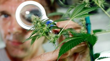 Los árabes se beneficiaron de las propiedades diuréticas, antiinflamatorias y analgésicas de la marihuana. (Archivo)