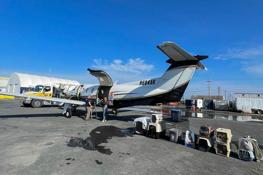 En esta imagen distribuida por Veterinarios Sin Fronteras se muestra a dos voluntarios de Wings of Rescue cargando a 17 animales en la aeronave para trasladarlos o llevarlos con sus familias, en Yellowknife, Canadá.