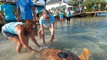 Bette Zirkelbach, a la izquierda, y Richie Moretti, a la derecha, del Hospital de Tortugas de los Cayos de Florida, introducen en el agua a Sheldon, una tortuga boba macho, el viernes 18 de febrero de 2022, frente al cayo Pigeon, cerca de Marathon, Florida.