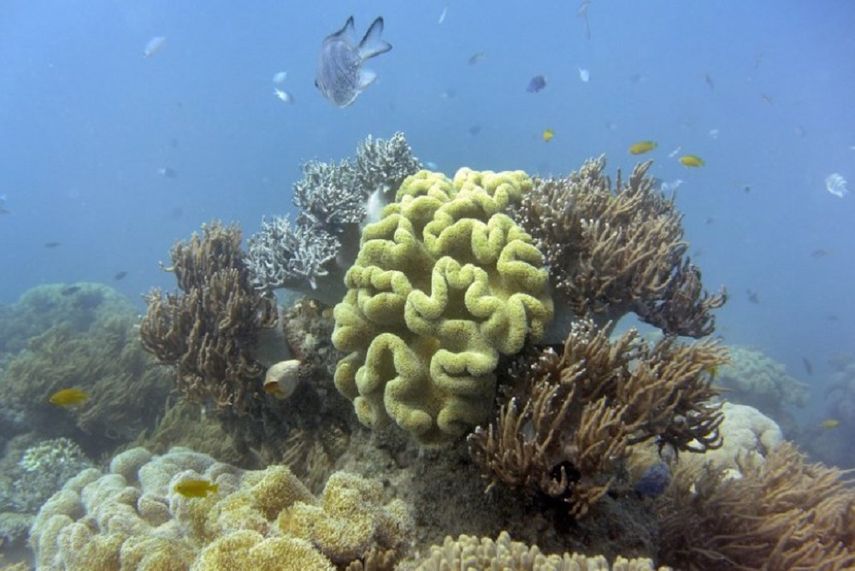 Los científicos llevan advirtiendo desde hace años de la amenaza sin precedentes que sufre la Gran Barrera de Coral australiana por el calentamiento del agua del mar y el aumento de la acidez debido al cambio climático.