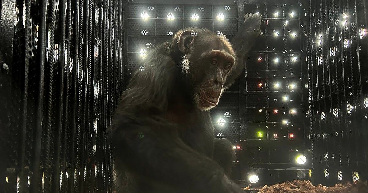 Yoko, el chimpancé solitario de Colombia se reencuentra con su especie