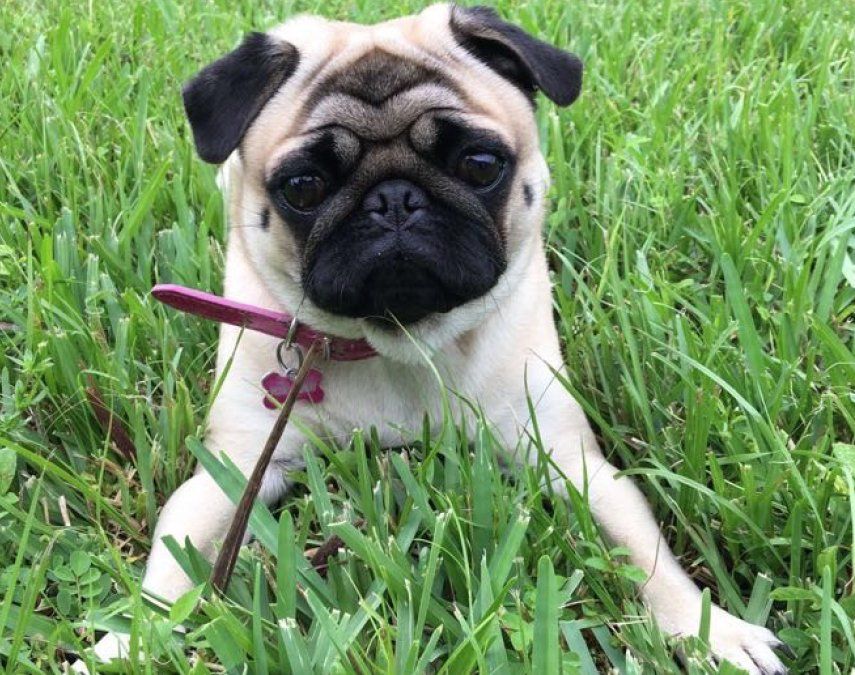 Las razas pocos comunes son las que mejor se cotizan en el mercado de mascotas.