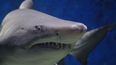 Lanzan una edición impresa para conocer más de los tiburones gigantes