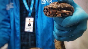 Una boa constrictor de más de un metro fue encontrada en un autobús en Bogotá.