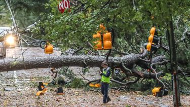 Un árbol de gran tamaño caído sobre West Wesley Road y Habersham Road, que estuvo cortada al tránsito, tras el paso de la tormenta tropical Zeta, el 29 de octubre de 2020, en Atlanta, Georgia.&nbsp;