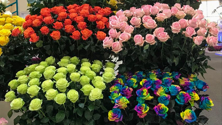 Colombia cultiva una amplia variedad de flores.