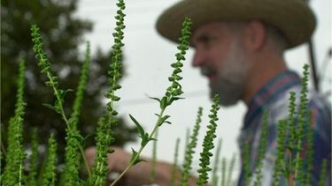 En esta imagen del 20 de agosto del 2004, Bob Johnson, especialista de Greer Labs, habla sobre las plantas de ambrosía durante un recorrido por un terreno baldío en Newark, Nueva Jersey. Las personas alérgicas al polen pueden probar nuevos tipos de inm