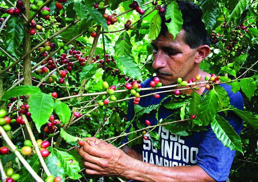 Un trabajador agrícola recoge café en una plantación de Costa Rica. (CORTESÍA)