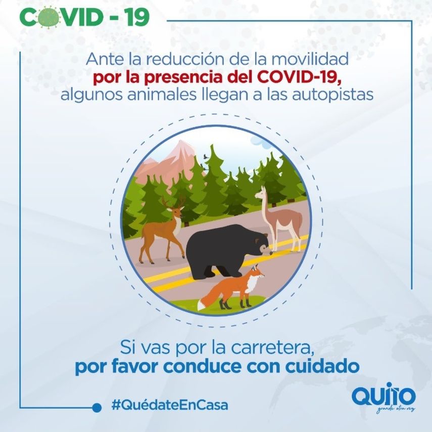 El Covid-19 cambi&oacute; el mundo y mientras la actividad humana se encuentra en cuarentena, muchos animales que ahora se sienten tranquilos, han comenzado a aparecer en las carreteras,&nbsp;informa el Municipio de Quito desde su cuenta de Twitter.