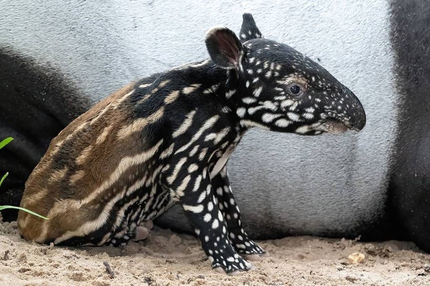 El 16 de septiembre, después de una gestación de aproximadamente 13 meses, ¡nació un tapir malayo en peligro de extinción en el Zoológico de Miami! ¡Este es el primer nacimiento exitoso de esta especie en el zoológico en 18 años!