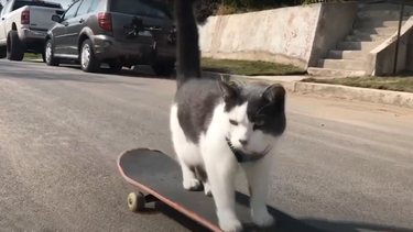 Viral un gato al que le encantan las aventuras al aire libre
