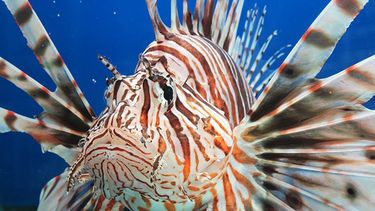 La FWC advierte que no es suficiente con prohibir la importación de peces león vivos, sino también utilizando todas las herramientas  posibles para combatir este creciente problema. (Foto Archivo)