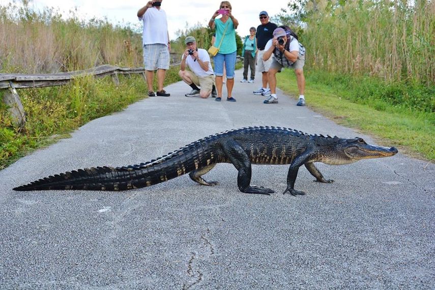 Entrada gratis al Everglades National Park_.jpg