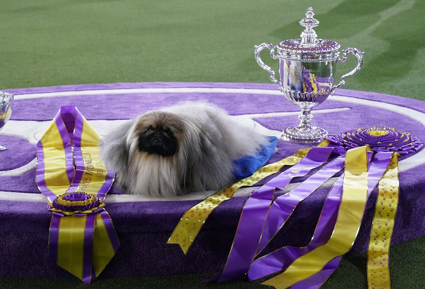 Wasabi, el pequinés de tres años ganador del concurso de belleza canina de Westminster, en Nueva York.&nbsp;