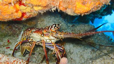 Arranca minitemporada de la langosta en Florida.&nbsp;