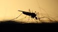 Imagen referencial de un mosquito.&nbsp;