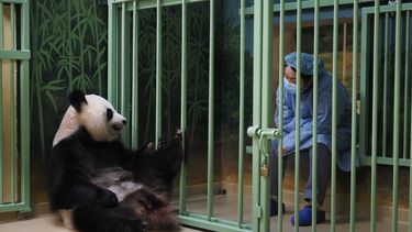 Un cuidador chino se sienta junto al recinto de la panda gigante embarazada Huan Huan, que significa feliz en chino, mientras esperan a que dé a luz en el zoológico de Beauval en Saint-Aignan-sur-Cher, en el centro de Francia. Dio a luz unos gemelos.