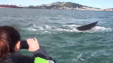 El ejemplar de ballena franca austral, una especie rara, es el primero de su especie que aparece en el puerto de Wellington en ocho años.