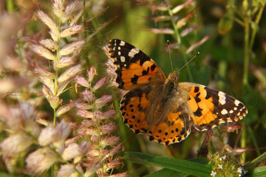 Un ejemplar de Vanessa cardui.
