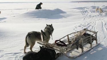 Diario las Américas | Werner Herzog descubrió felicidad en Siberia