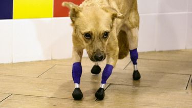 &nbsp;Rescatada por voluntarios, una perra rusa llamada Monika está lista para comenzar una nueva vida después de que sus cuatro patas fueron ajustadas con prótesis de titanio. en una cirugía compleja y costosa respaldada por una campaña de financiación colectiva.