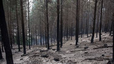Las llamas, concentradas en el centro y sur del país, han consumido&nbsp; una superficie de&nbsp;387.374,38 hectáreas (cerca de 3.900 kilómetros cuadrados)&nbsp;de pastizales y bosques de árboles de varias especies