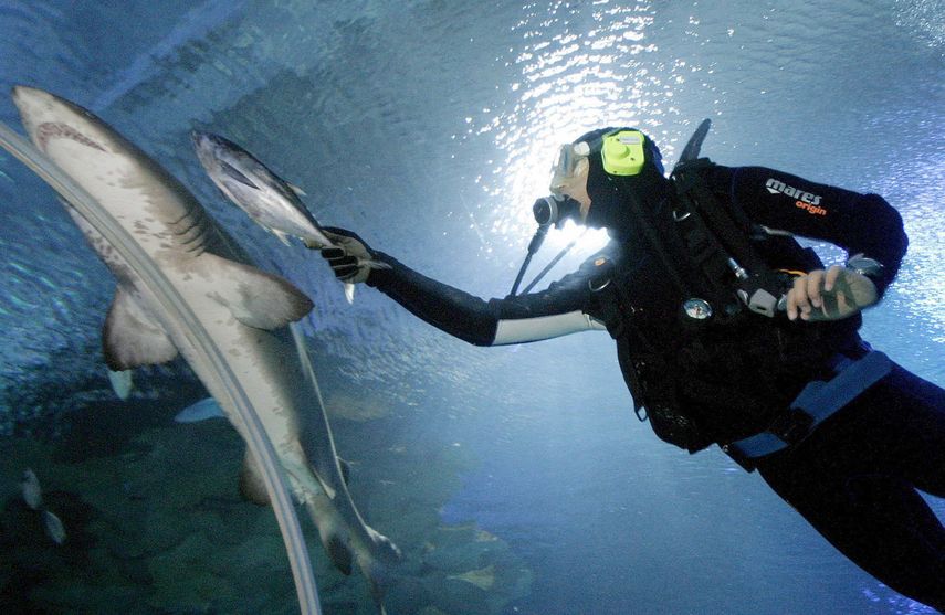 Un buzo le da de comer a un tiburón en Kuala Lumpur.&nbsp;