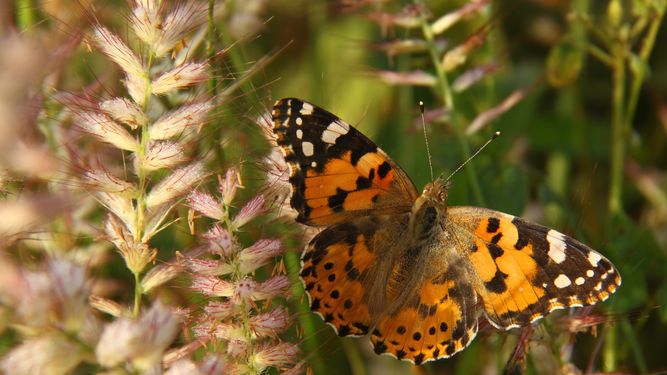 Un ejemplar de Vanessa cardui.