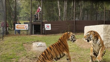 Dos tigres se ven en el Santuario Lionsrock de Grandes Felinos en Bethlehem, Sudádrica, el 12 de marzo de 2022. Después de 15 años viviendo en un vagón de tren abandonado en la provincia de San Luis, Argentina, la familia de dos tigres ha sido rescatada por la organización de bienestar animal Four Paws.&nbsp;