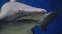 Calentamiento océanico amenaza reproducción de tiburones